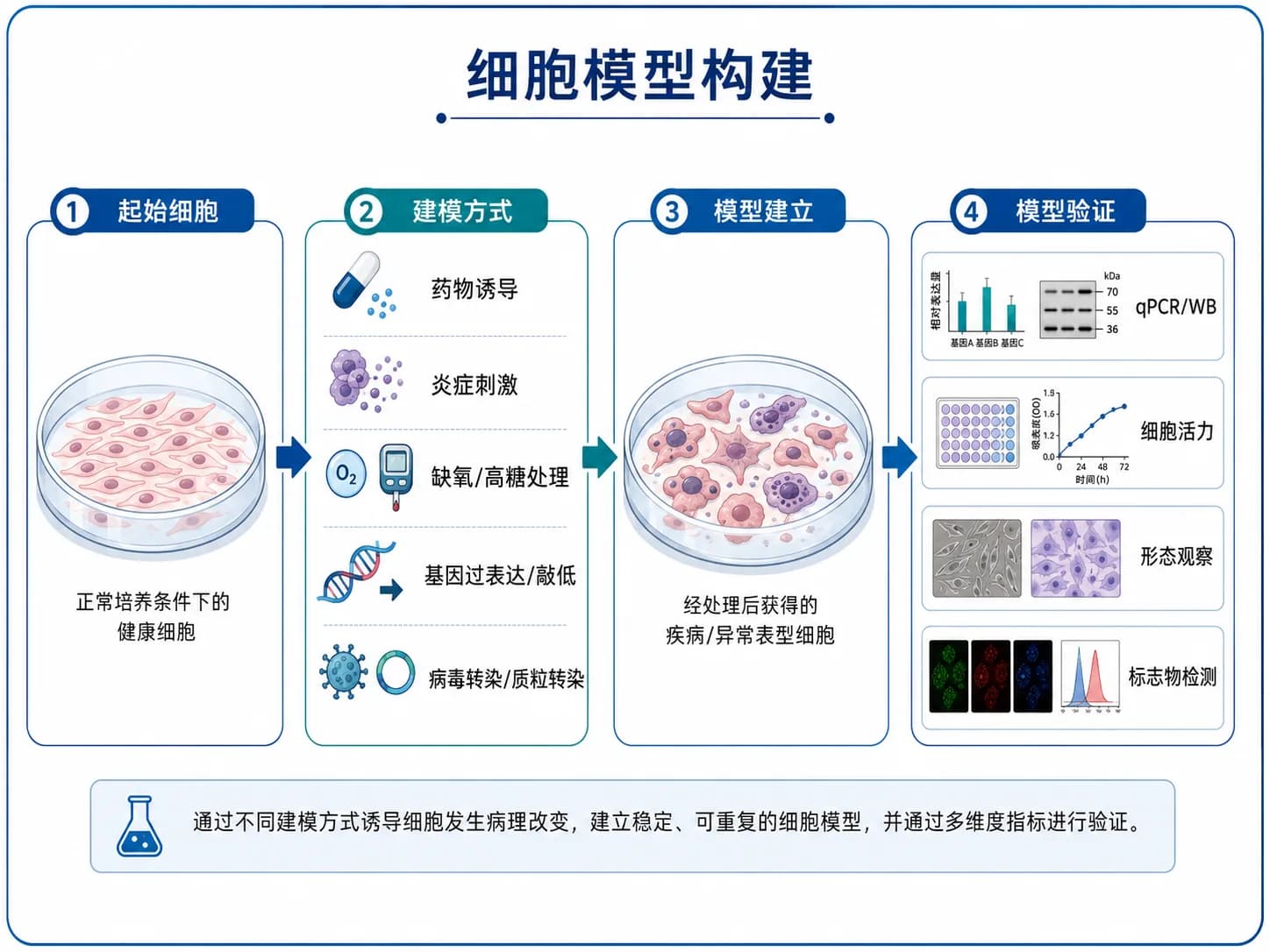 细胞模型构建