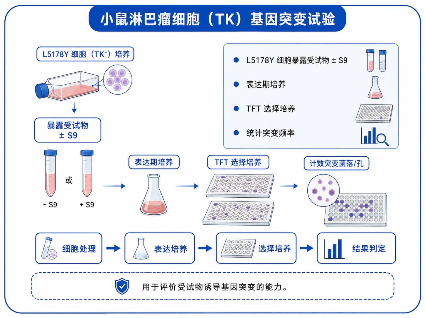 小鼠淋巴瘤基因突变实验