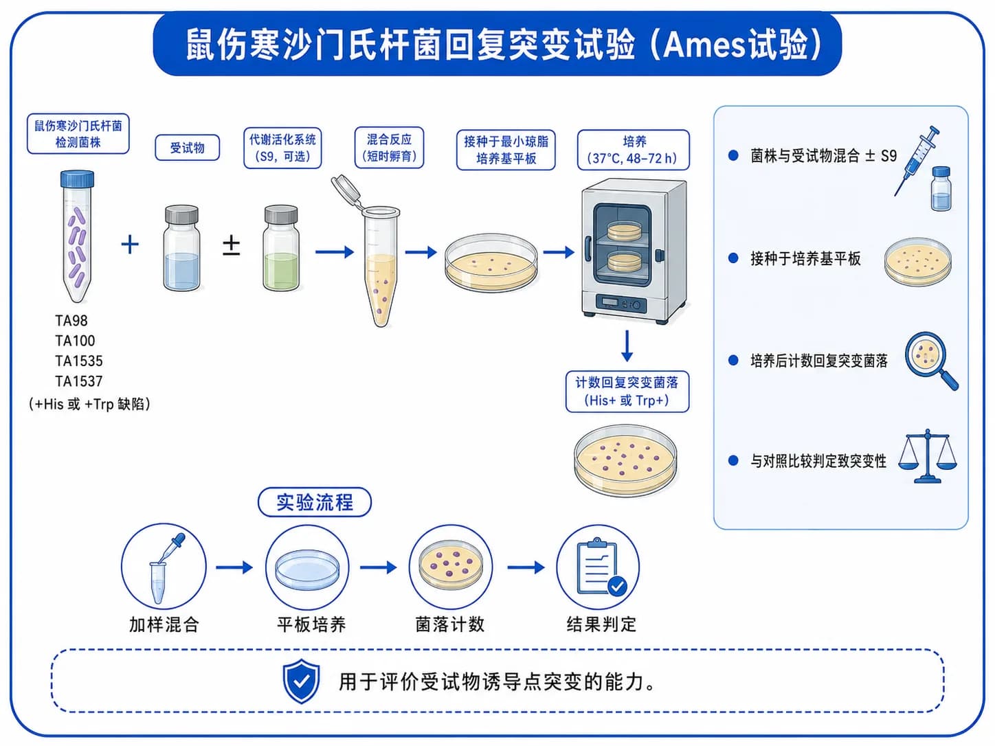 鼠伤寒沙门氏杆菌回复突变实验