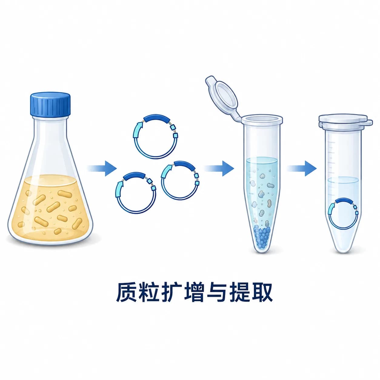 质粒扩增与提取