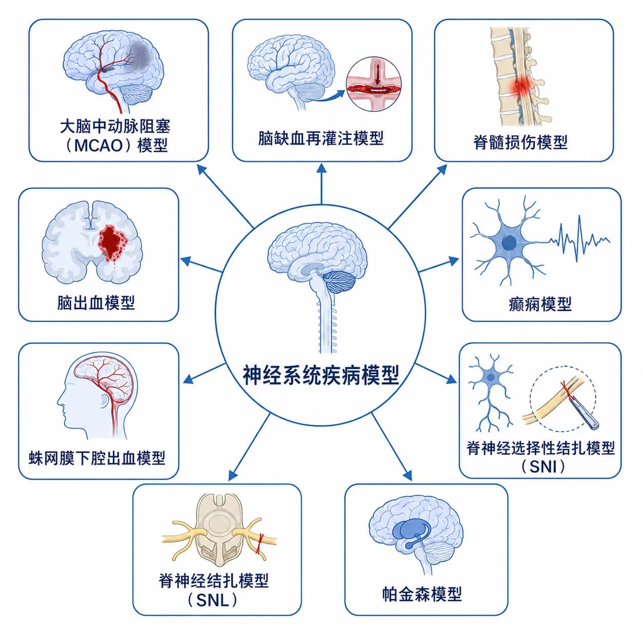 神经系统动物模型