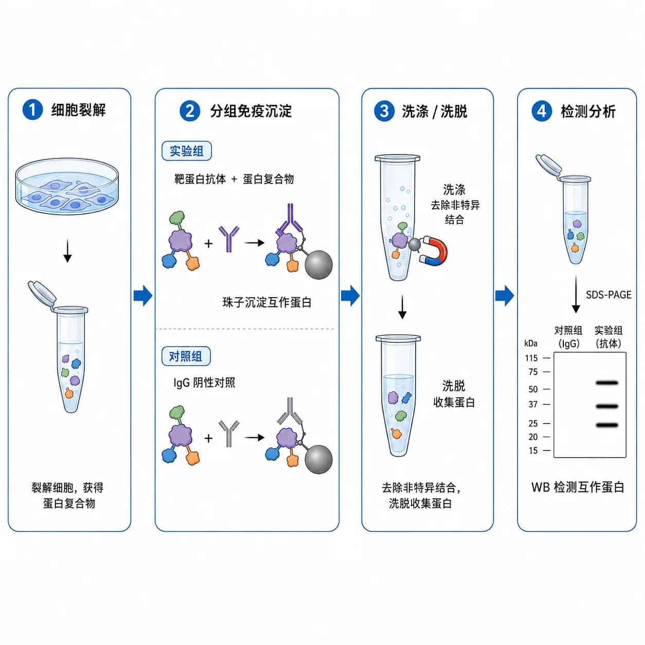 免疫共沉淀（CO-IP）