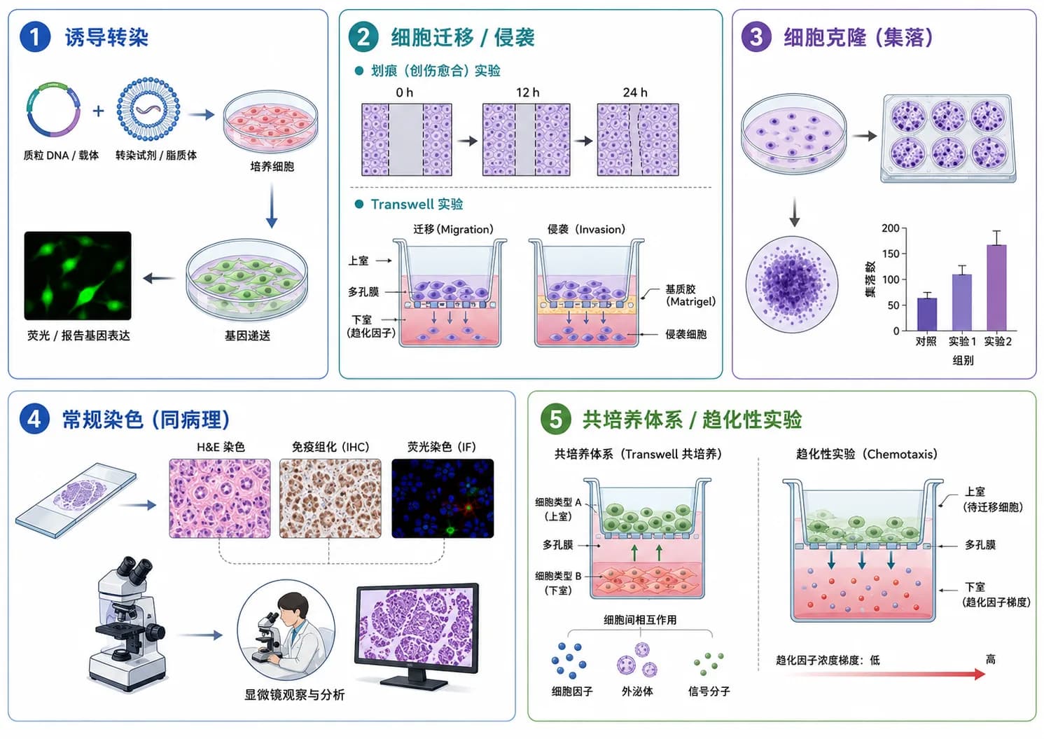 诱导转染