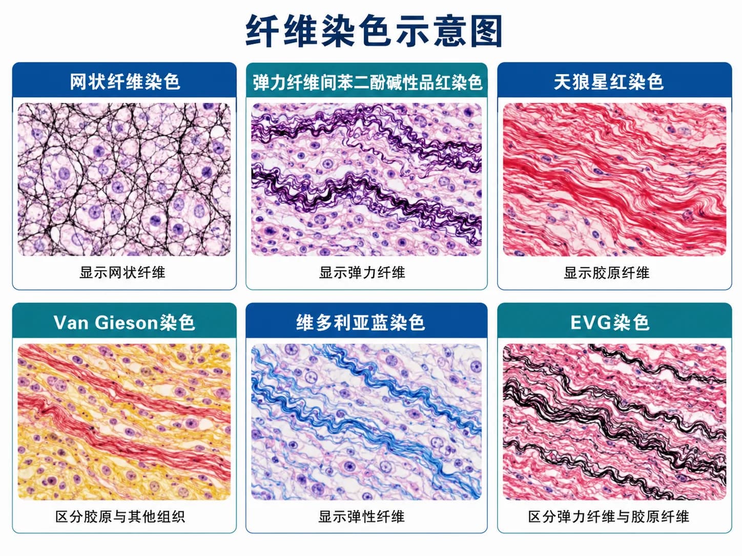 纤维染色
