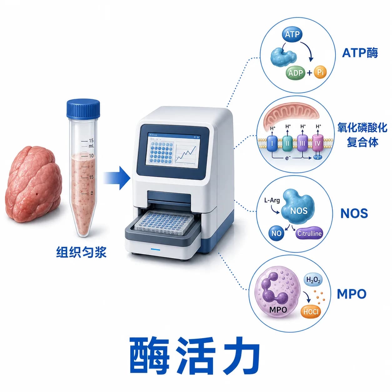 酶活力