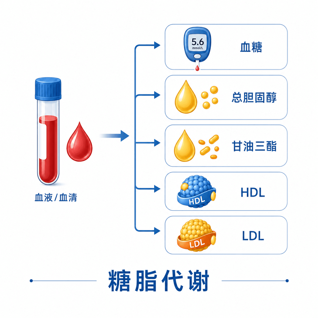 糖脂代谢