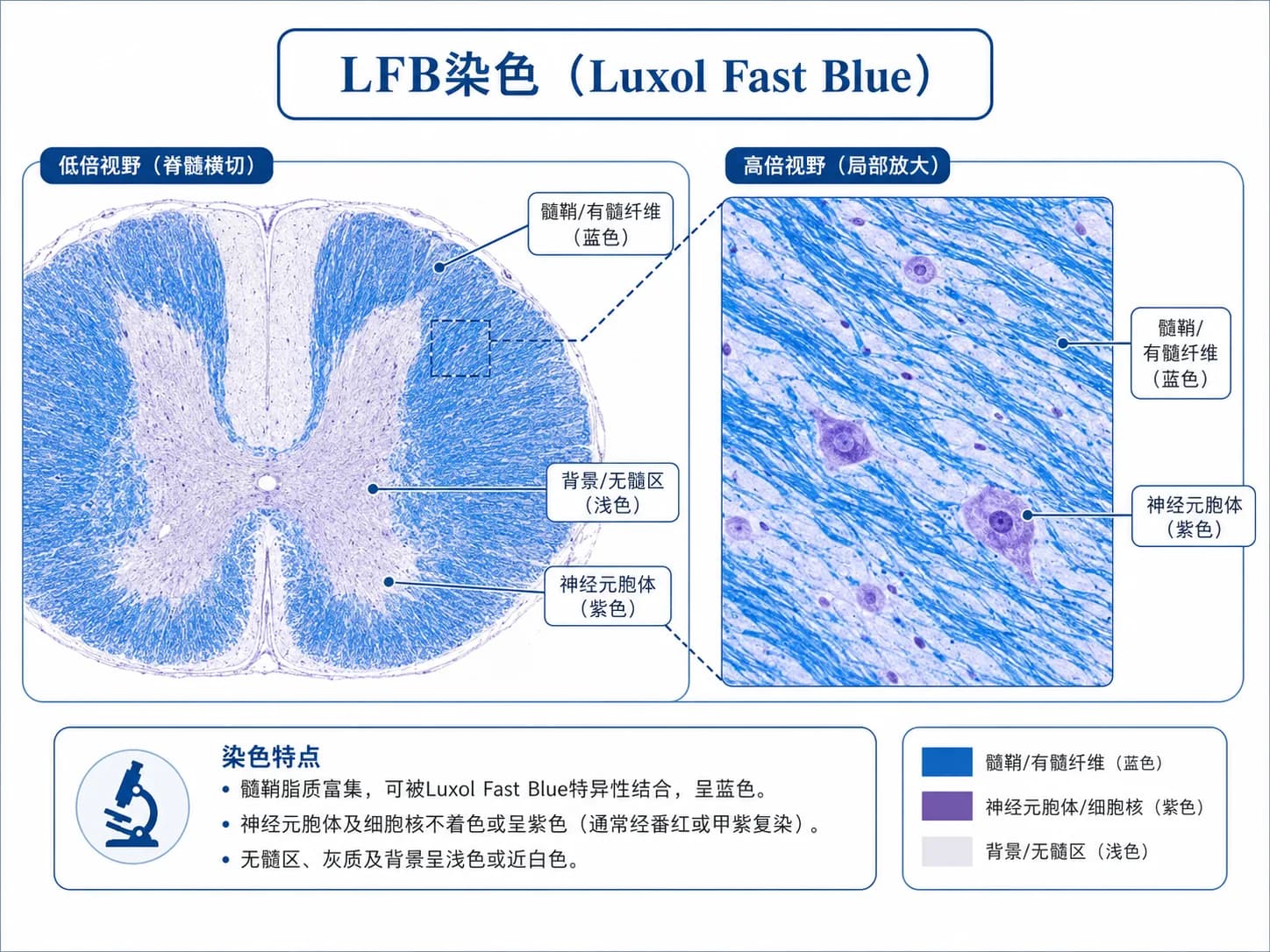 神经染色LFB
