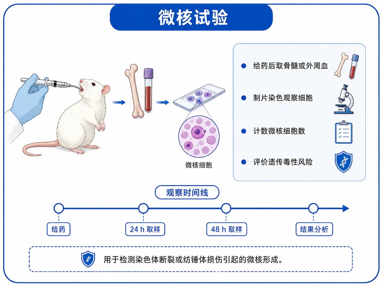 微核实验