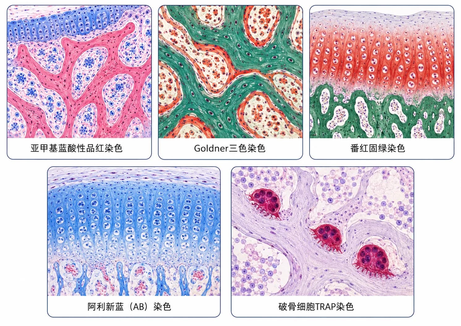 骨组织染色