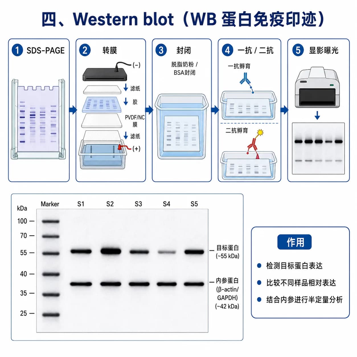 Western blot实验