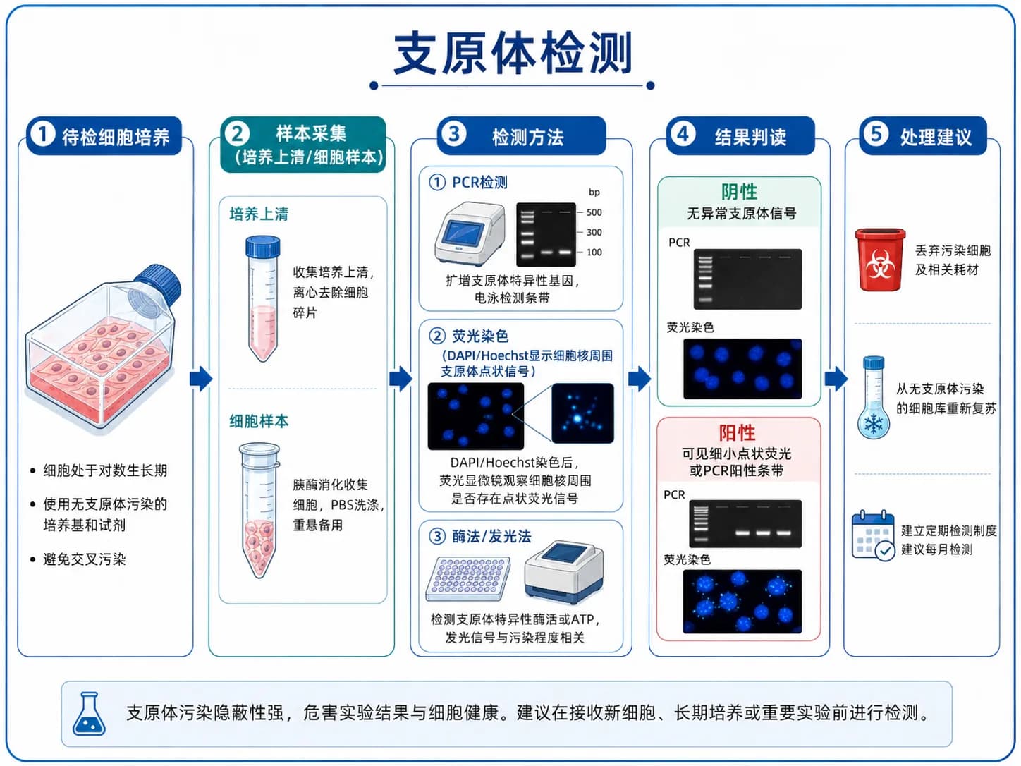 支原体检测
