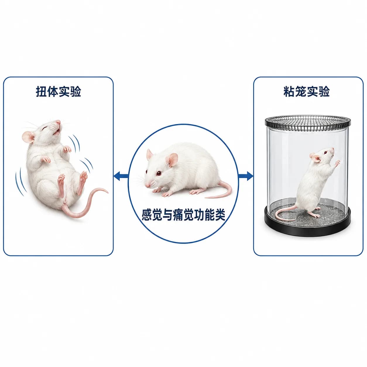 动物感觉与痛觉模型