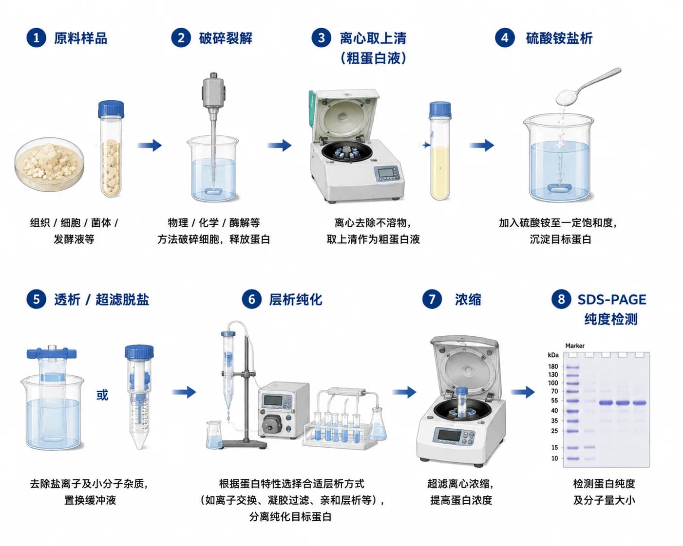 蛋白纯化与提取
