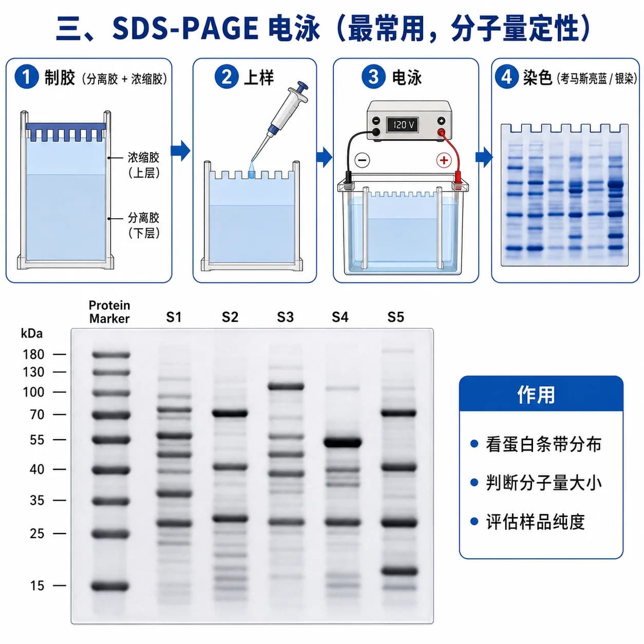 SDS-PAGE电泳