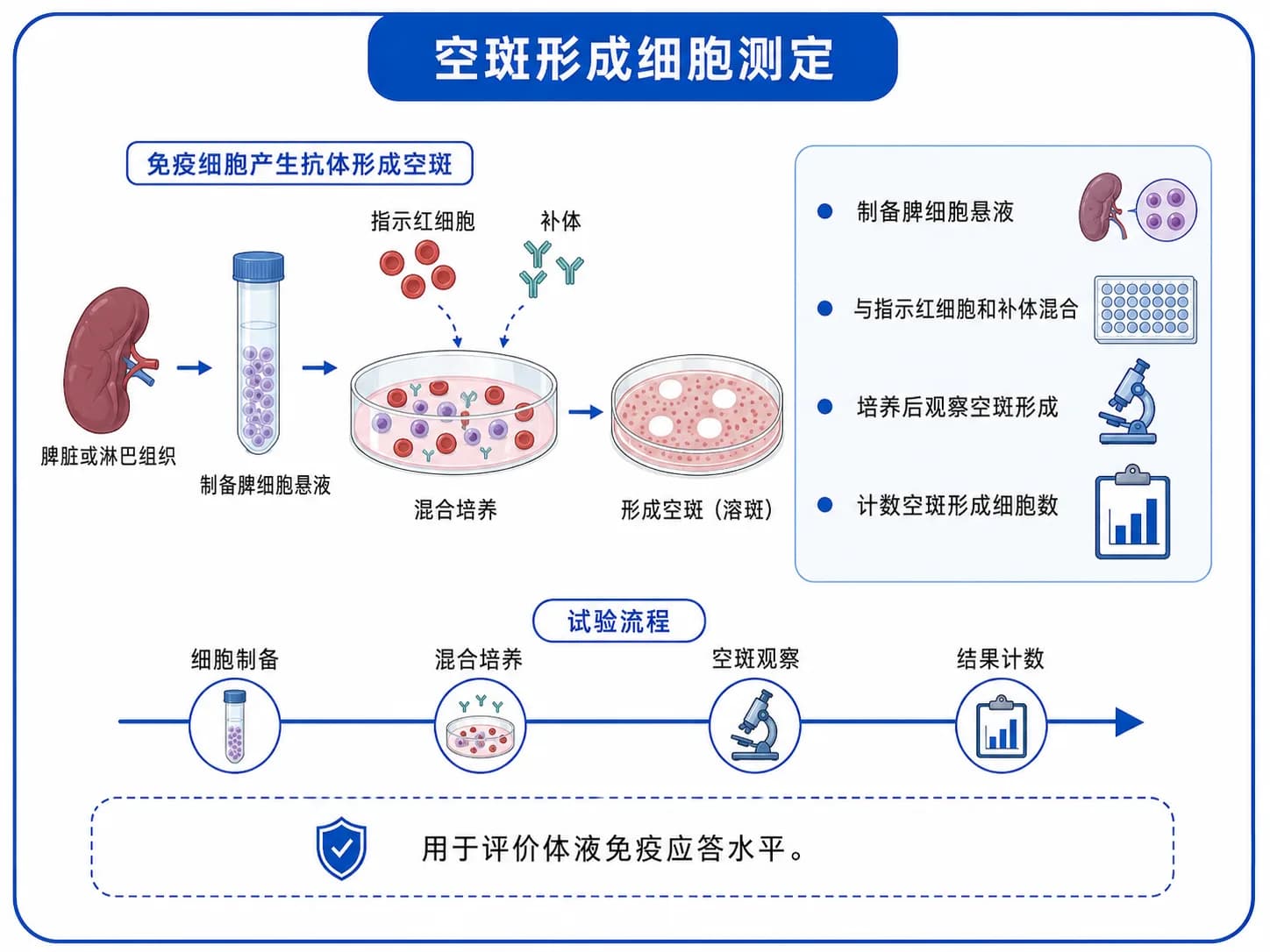 空斑形成实验