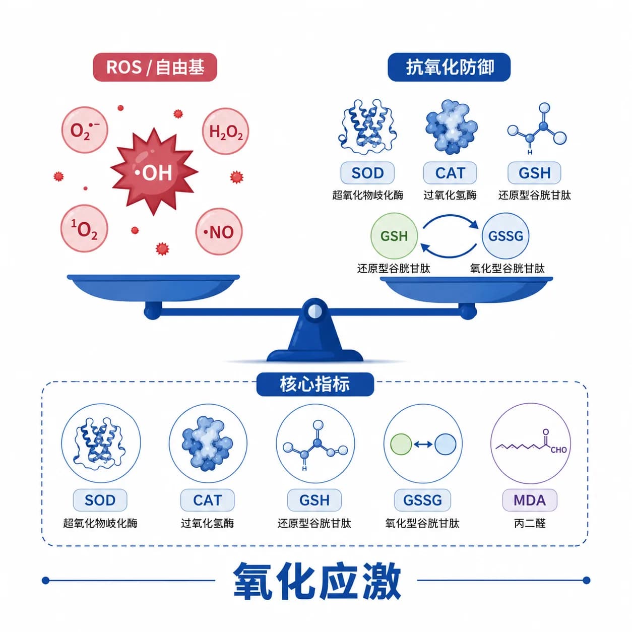 氧化应激