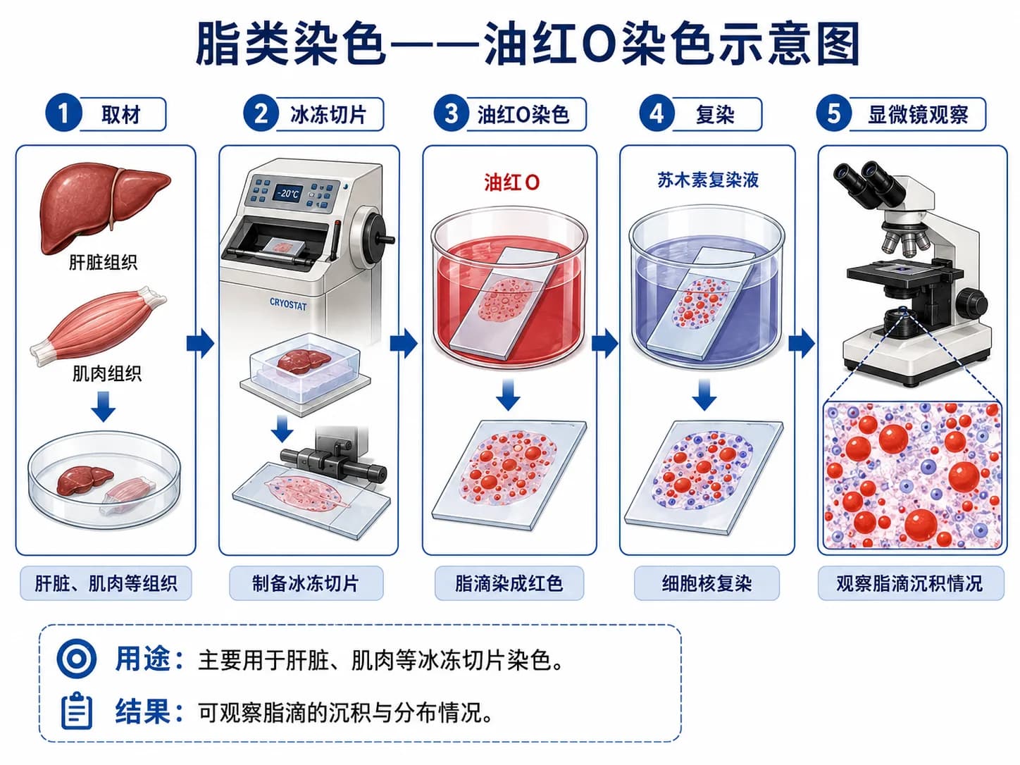 脂类染色