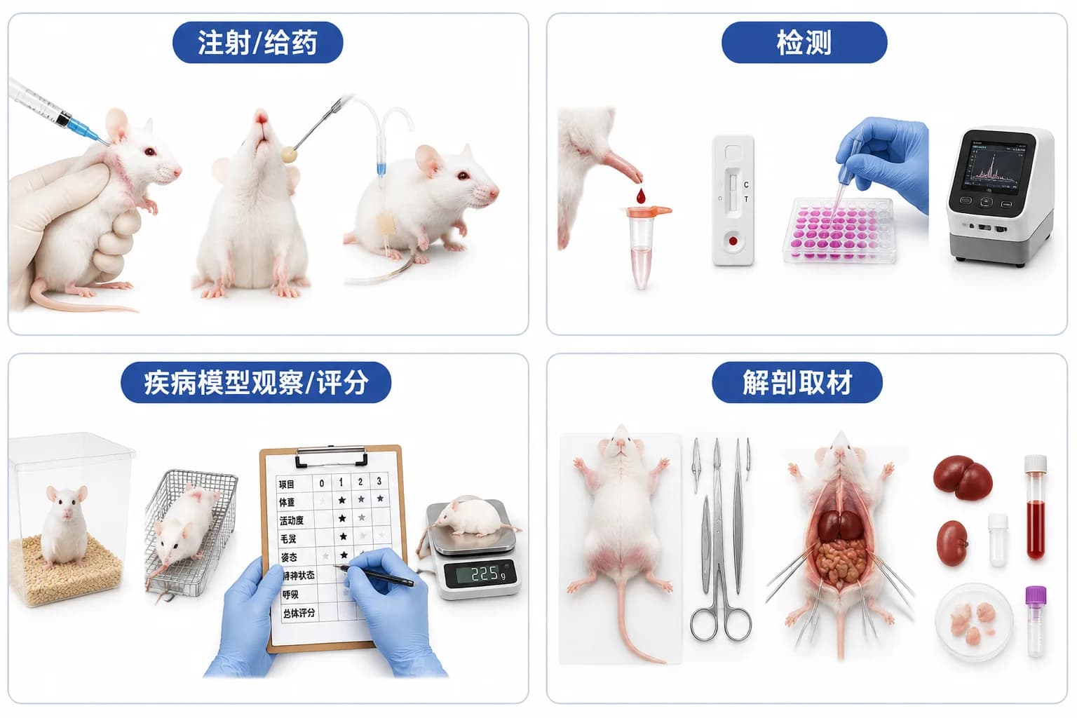 动物单项常见操作