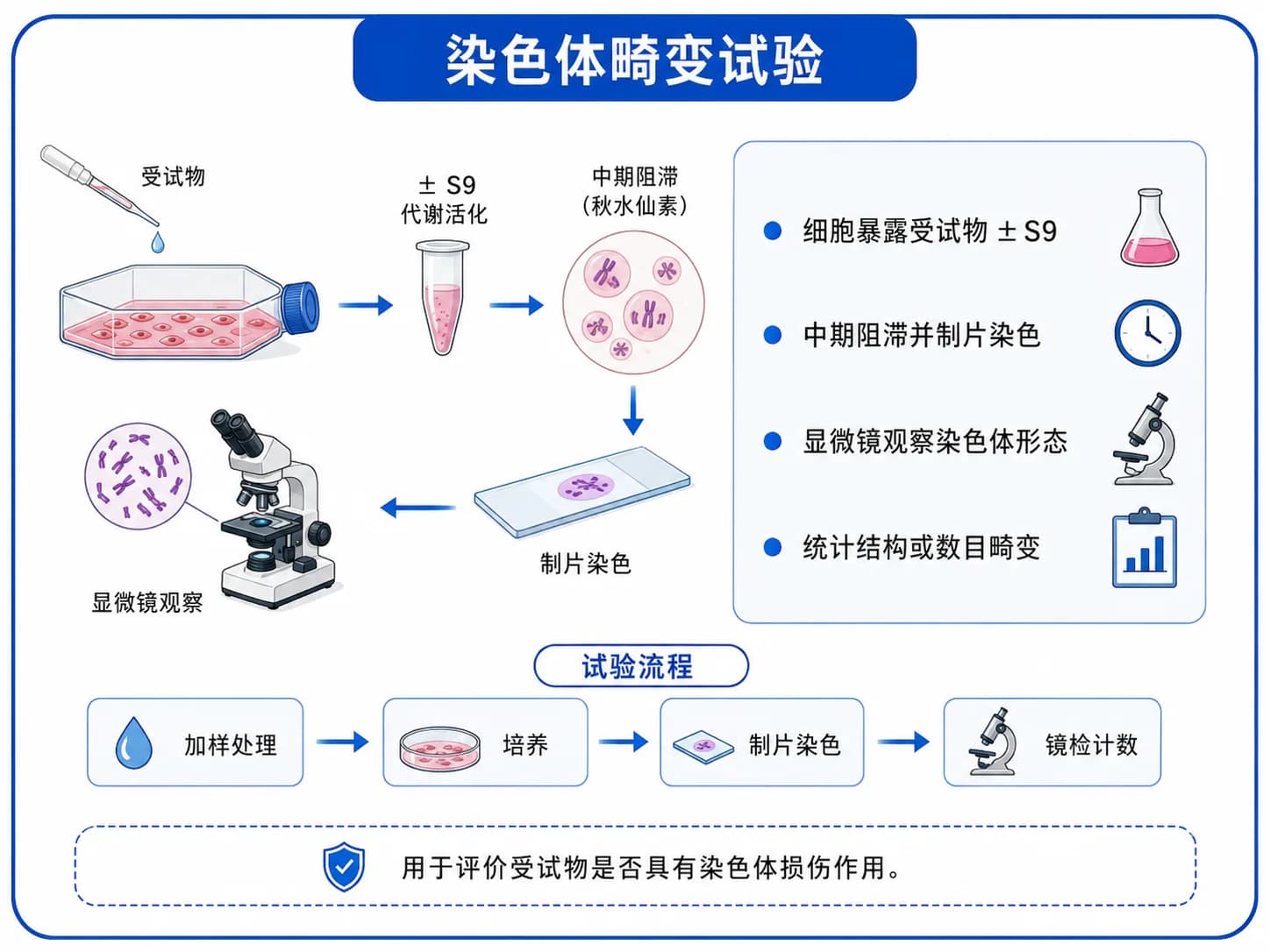 染色体畸变实验
